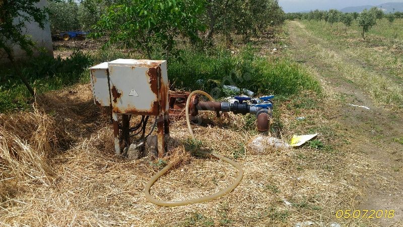 Manisa Akhisar Kapakli Satilik Zeytinlik