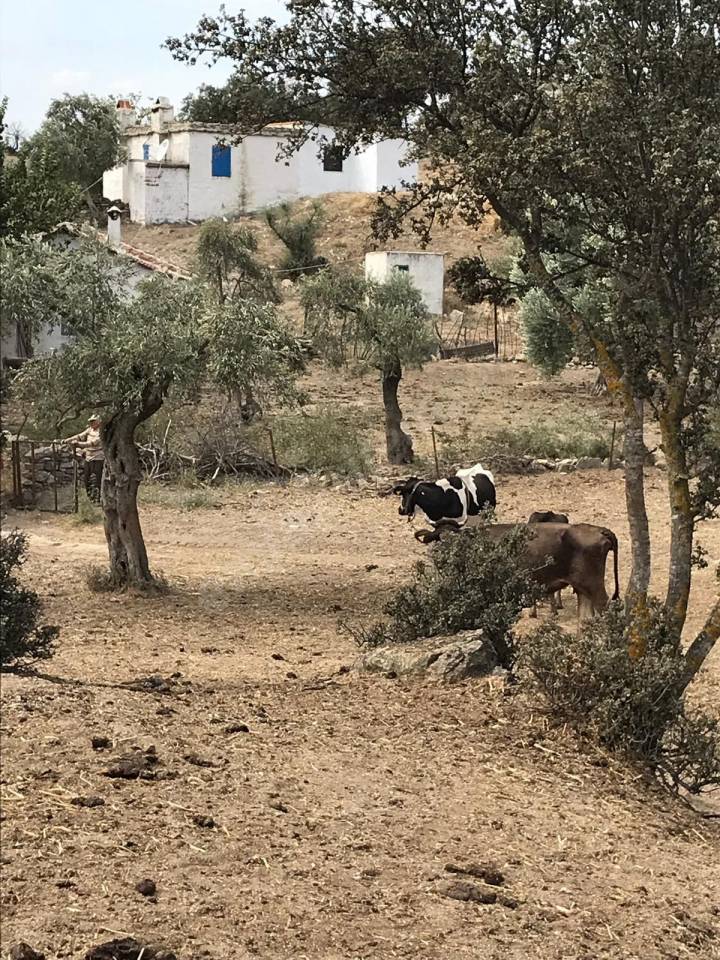 sökede satılık müstakil ev